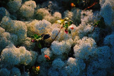 View of coral in sea