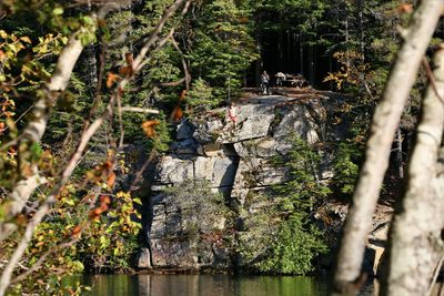 Trees and plants in forest