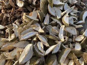 A pile of durian peel