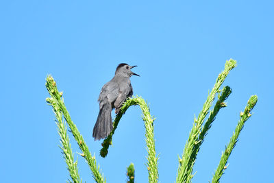 Low angle view of bird perching on branch against blue sky