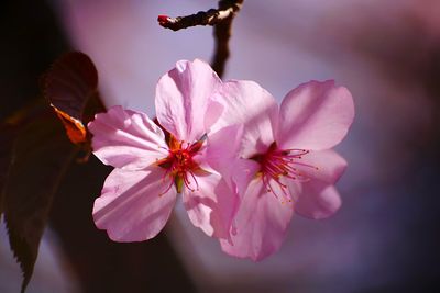 Close-up of pink cherry blossom