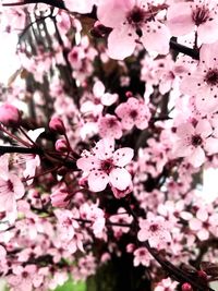 Close-up of cherry blossom