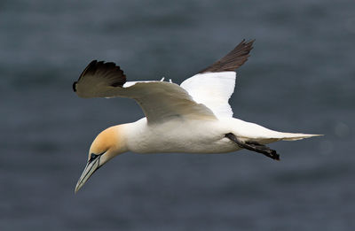 Seagull flying over sea