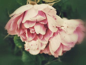 Close-up of pink flowers