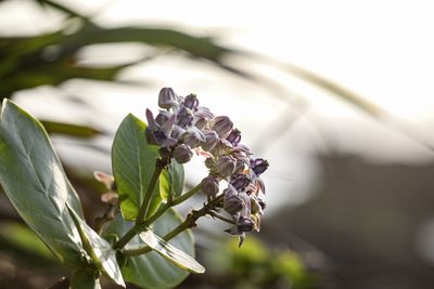 Close-up of purple flowering plant