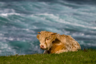 Highland cattle resting on grass against sea