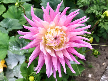 Close-up of pink flower