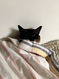 Black cat lying on bed