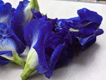 Close-up of purple roses