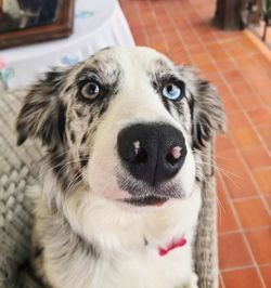 Close-up portrait of dog looking at camera
