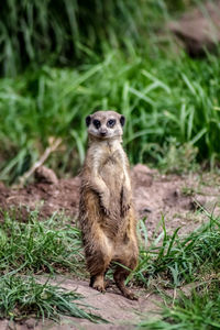 Portrait of meerkat standing on field