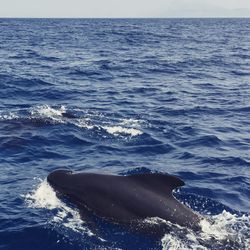 Side view of a whale in calm sea