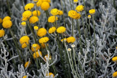 Close-up of yellow flowers blooming in field