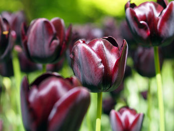 Close-up of red tulip flowers