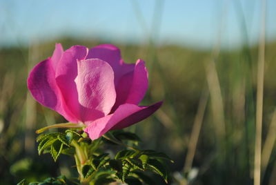 Close-up of pink flower