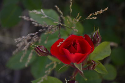 Close-up of red rose