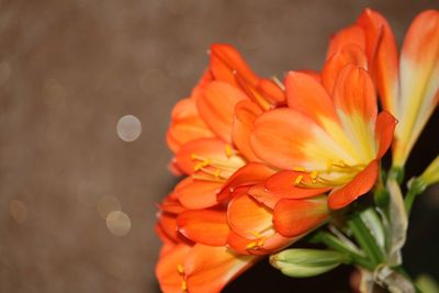 Close-up of orange flower