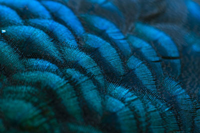 Close-up of the peacock feathers .macro blue feather, feather, bird, animal. macro photograph.