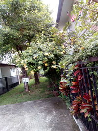 Trees and plants growing in yard of building