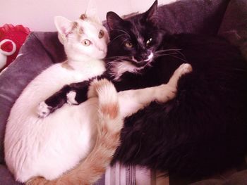 Portrait of cats relaxing at home