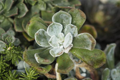 High angle view of flowering plant