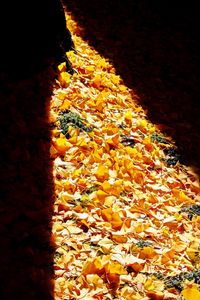 Close-up of yellow leaves