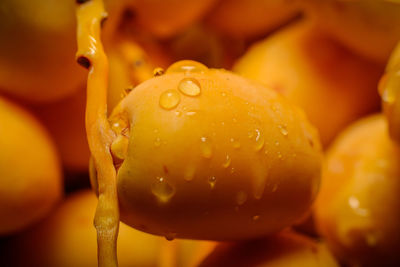 Close-up of wet orange fruit