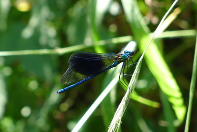 Close-up of insect on plant