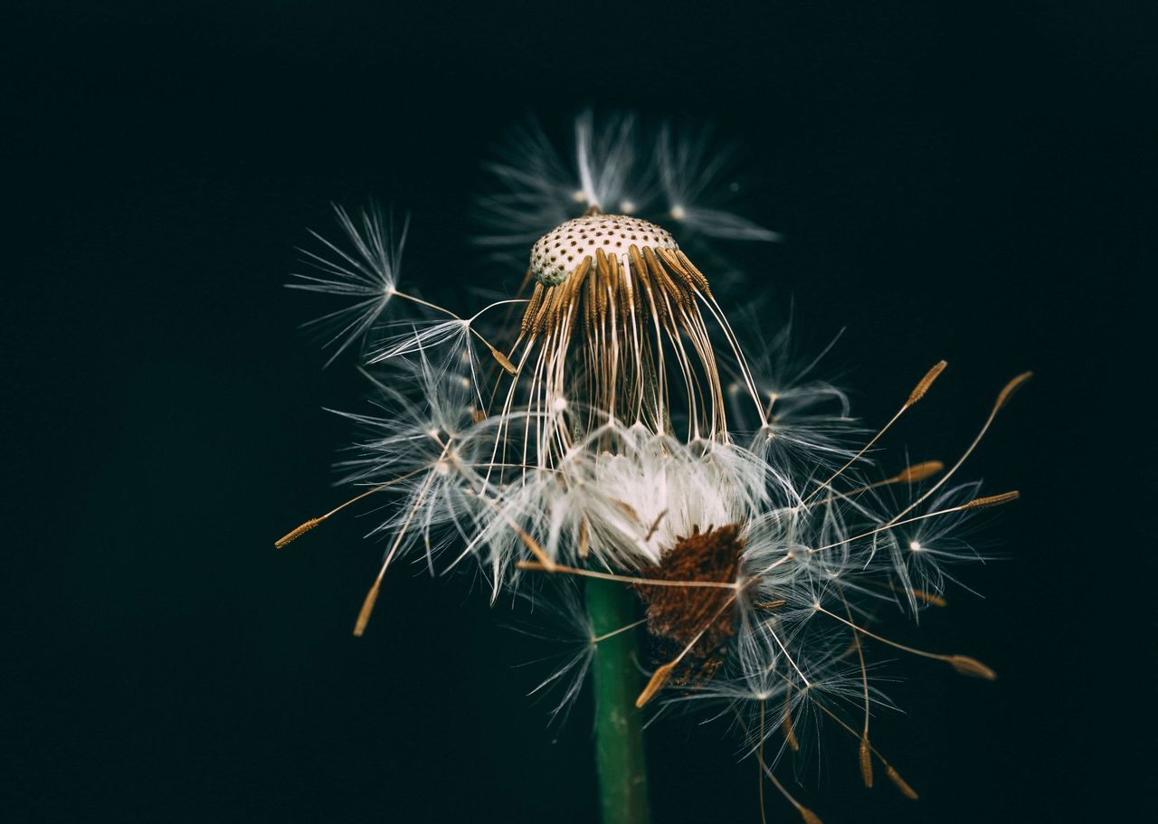 CLOSE-UP OF DANDELION ON PLANT AGAINST BLACK BACKGROUND