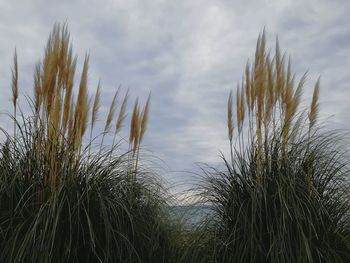 Close-up of grass against sky