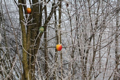 Bare trees hanging on tree during winter