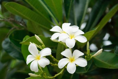 Close-up of frangipani blooming outdoors