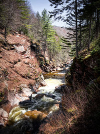 Stream amidst trees in forest