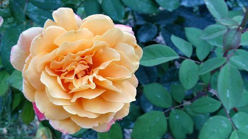 Close-up of rose blooming outdoors