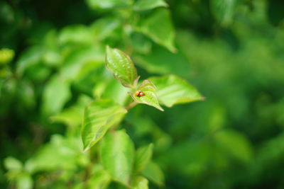 Close-up of insect on plant