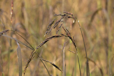 Close-up of crops on field