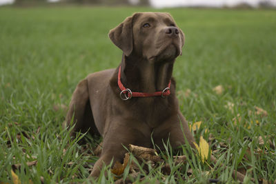 Close-up of dog sitting on field