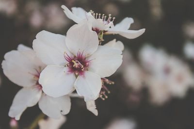 Close-up of white cherry blossoms