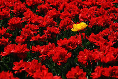 Close-up of red flowers blooming outdoors