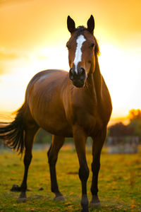 Portrait of horse standing on field during sunset