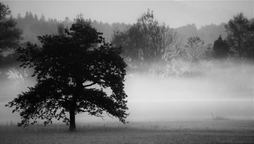 Trees on grassy field in foggy weather