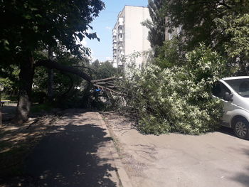 Street amidst trees in city against sky