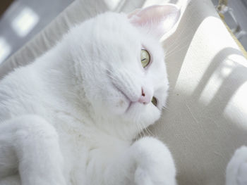 Close-up of white cat lying on sofa 