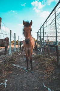 Horse standing in ranch