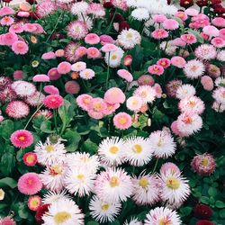 High angle view of pink flowering plants