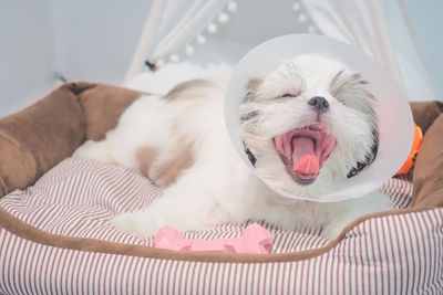 Sick dog wearing funnel collar with sad on pet bed.