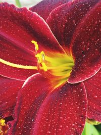 Close-up of water drops on pink flower