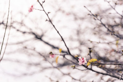 Low angle view of cherry blossoms in spring