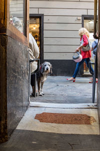 Dog looking at entrance of building