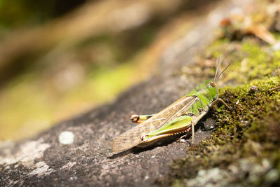 Close-up of lizard on rock